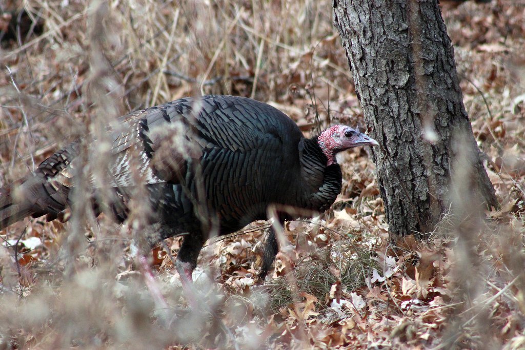 Wild turkeys feeding in dry leaves at the base of a large tree