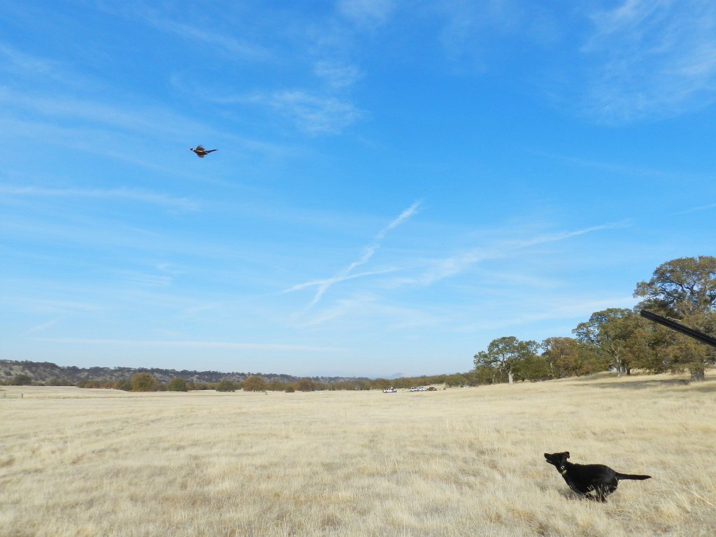 A black dog running across an open grass field under a blue sky with scattered oaks