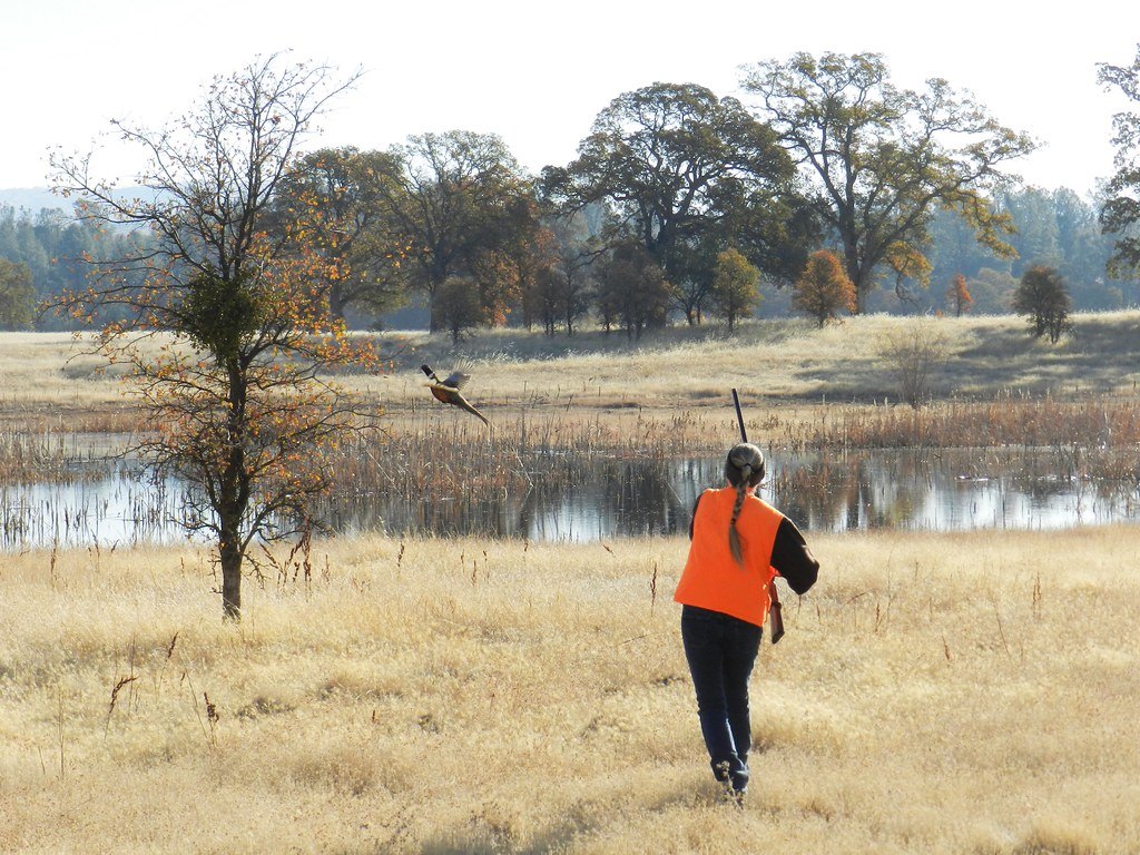 A hunter in an orange vest walking through dry grass with a shotgun over one shoulder as a pheasant flushes over water