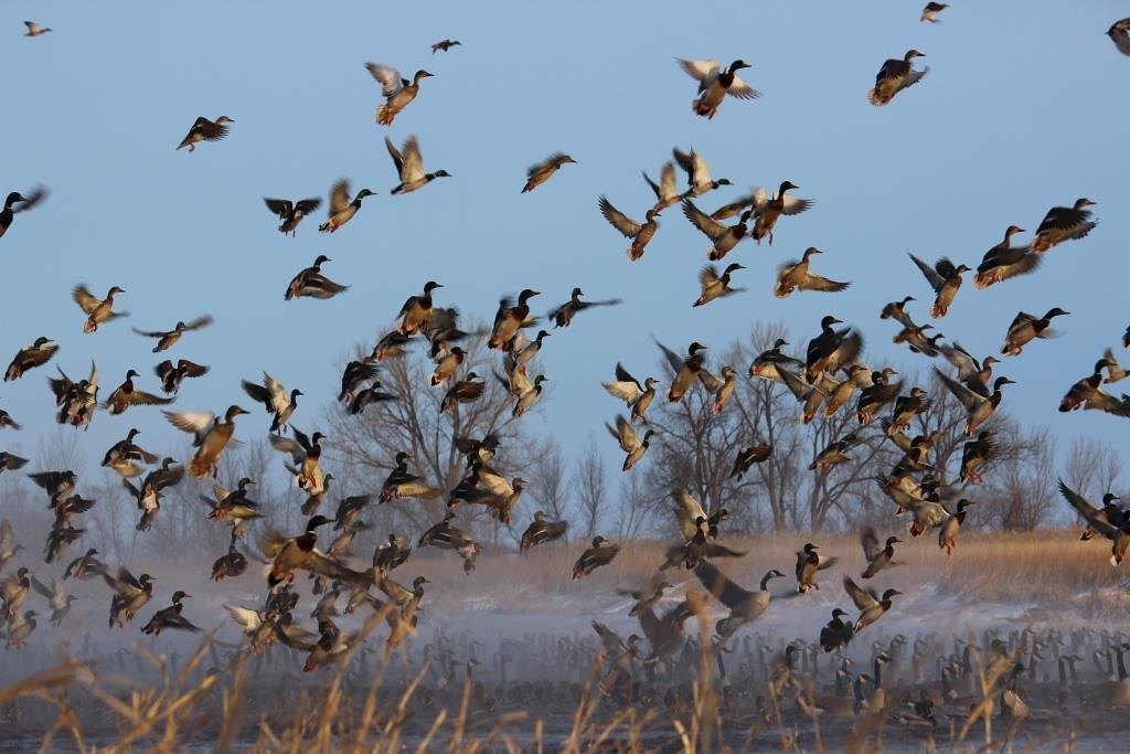 A large flock of ducks lifting off from a marsh with bare trees behind