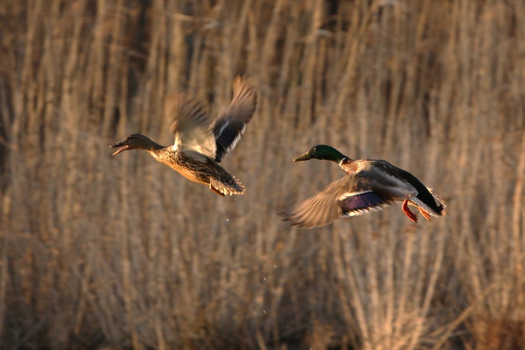 A pair of mallards flying low over marsh reeds