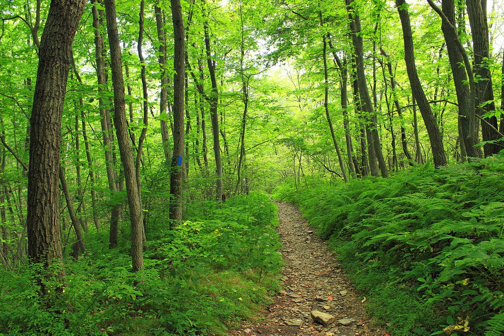 A narrow rocky footpath climbing through green hardwoods with ferns along both sides