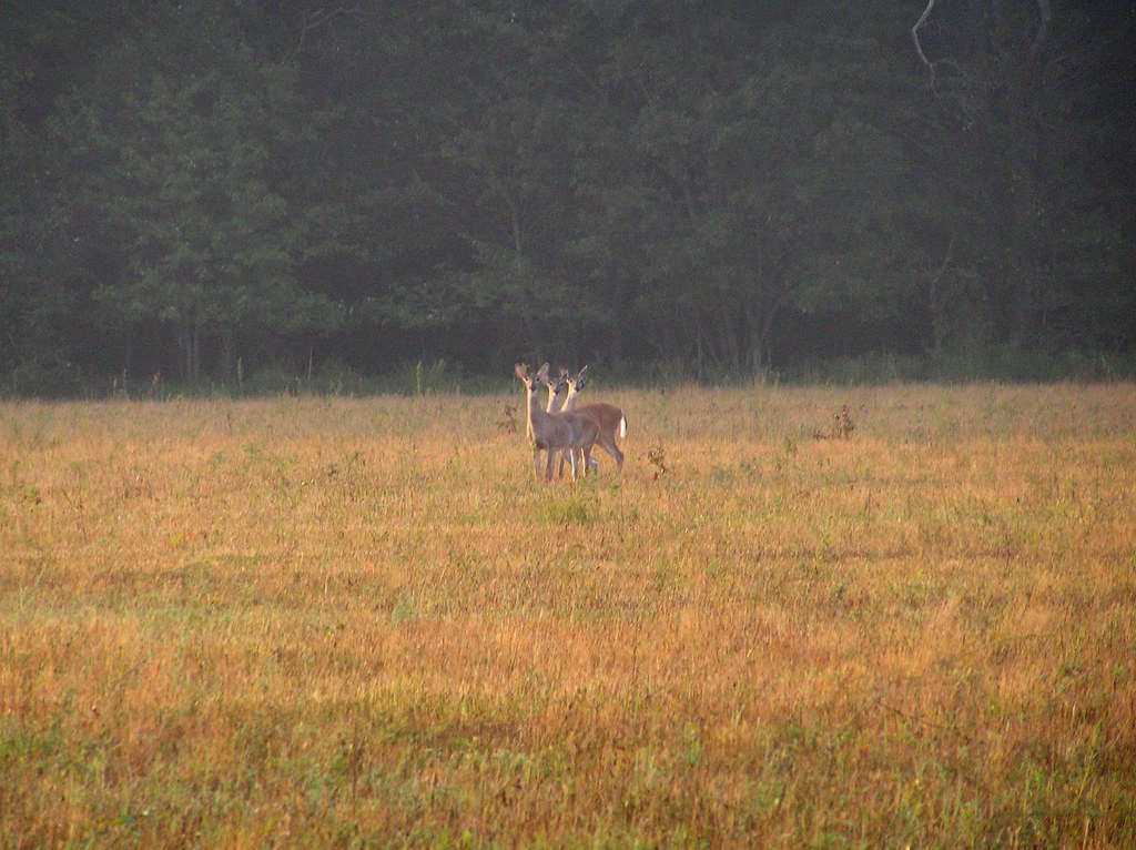 Two deer standing in a field of dry grass in front of a dark treeline in low light