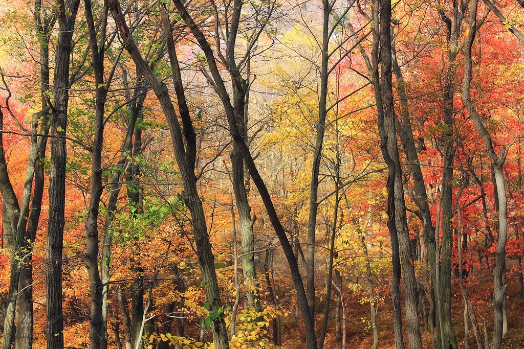 Autumn hardwood forest with red, orange and yellow leaves and bare grey trunks