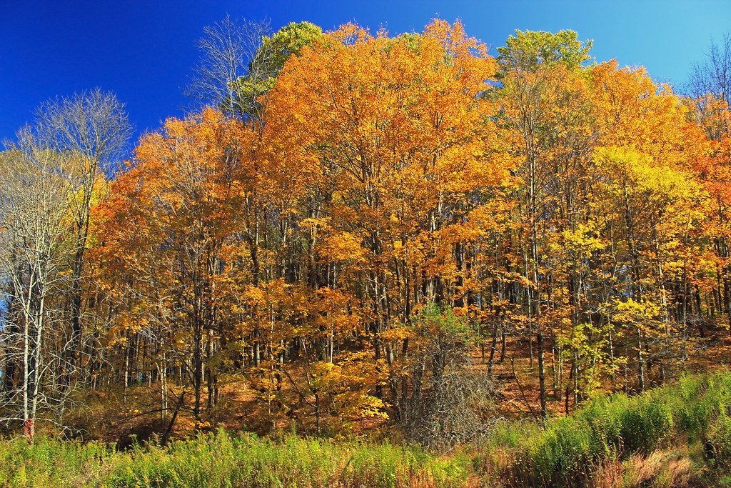 Dense autumn woodland with red and orange maple leaves in front of grey tree trunks
