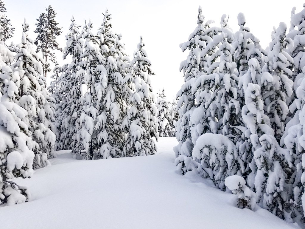 Spruce trees heavily loaded with fresh snow around a smooth snow-covered clearing