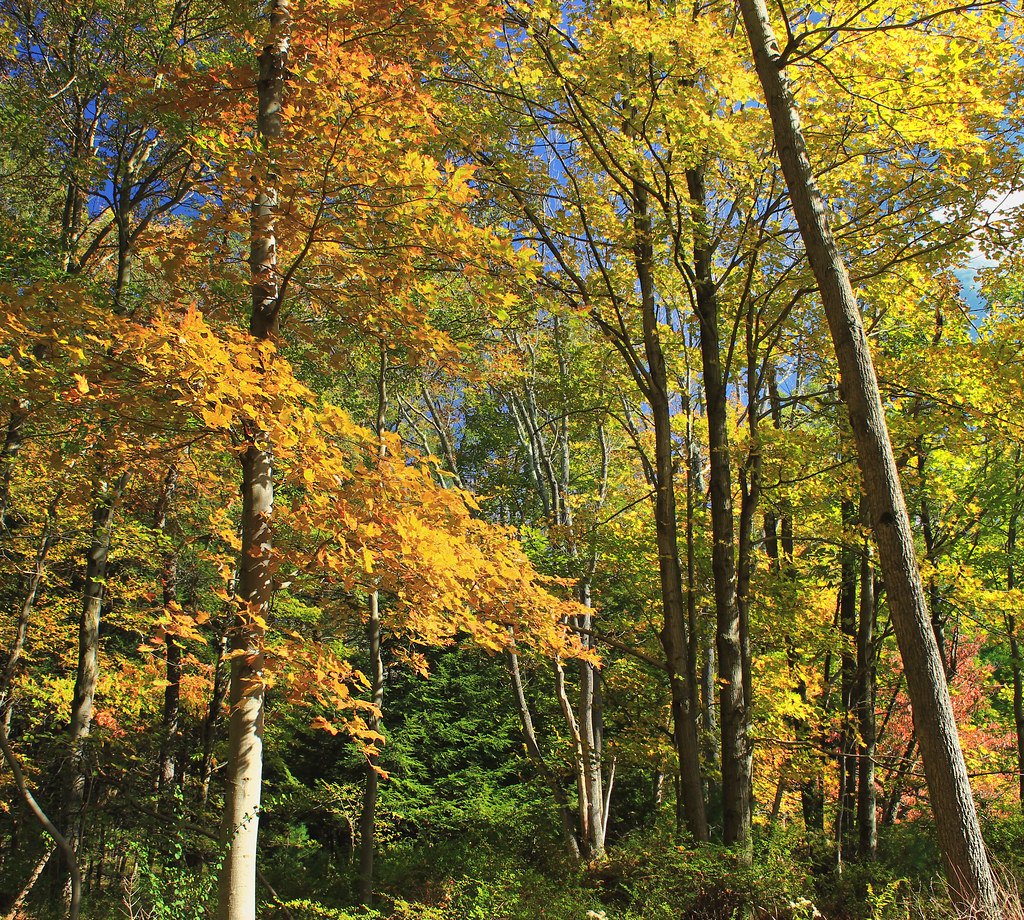 Yellow and orange autumn foliage lit by low sun with pale tree trunks behind