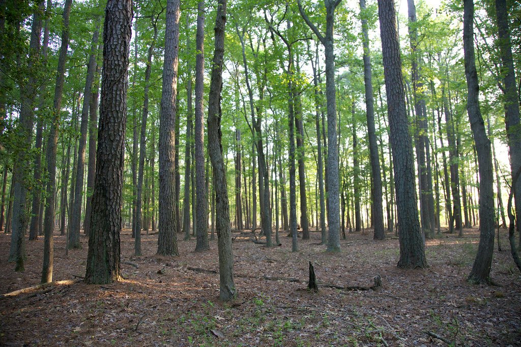 Open hardwood timber with straight trunks and clear ground between them