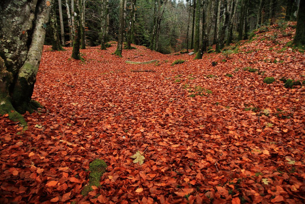 A forest floor carpeted in deep rust-coloured beech leaves with mossy trunks rising behind