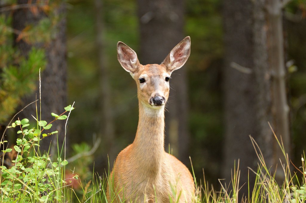 A doe looking directly at the camera from tall grass in front of blurred conifer trunks