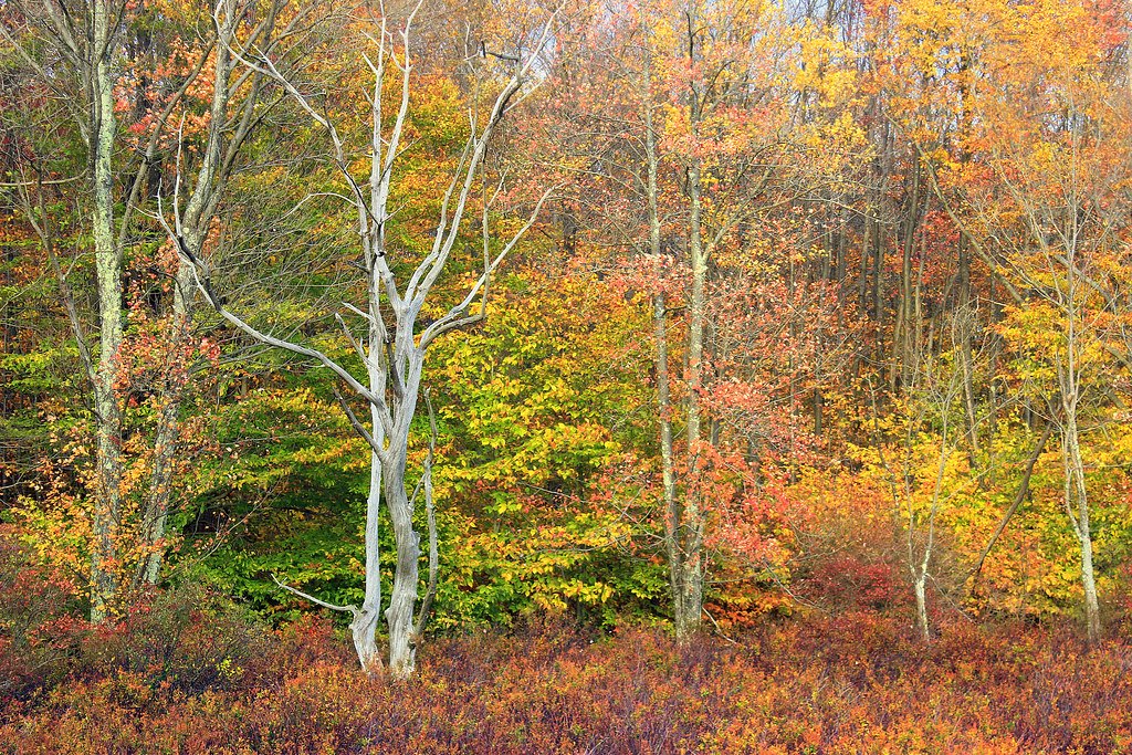 Mixed autumn woodland with red, orange and yellow leaves layered in front of straight grey trunks