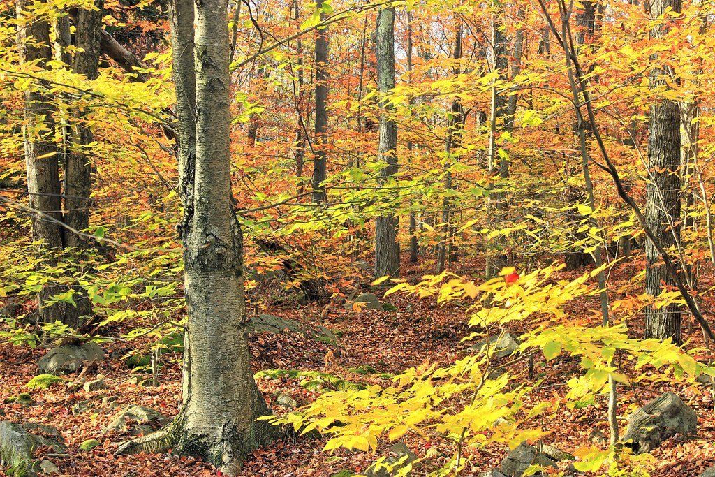 Yellow and orange autumn woods with a thick carpet of fallen leaves and mossy boulders on the ground