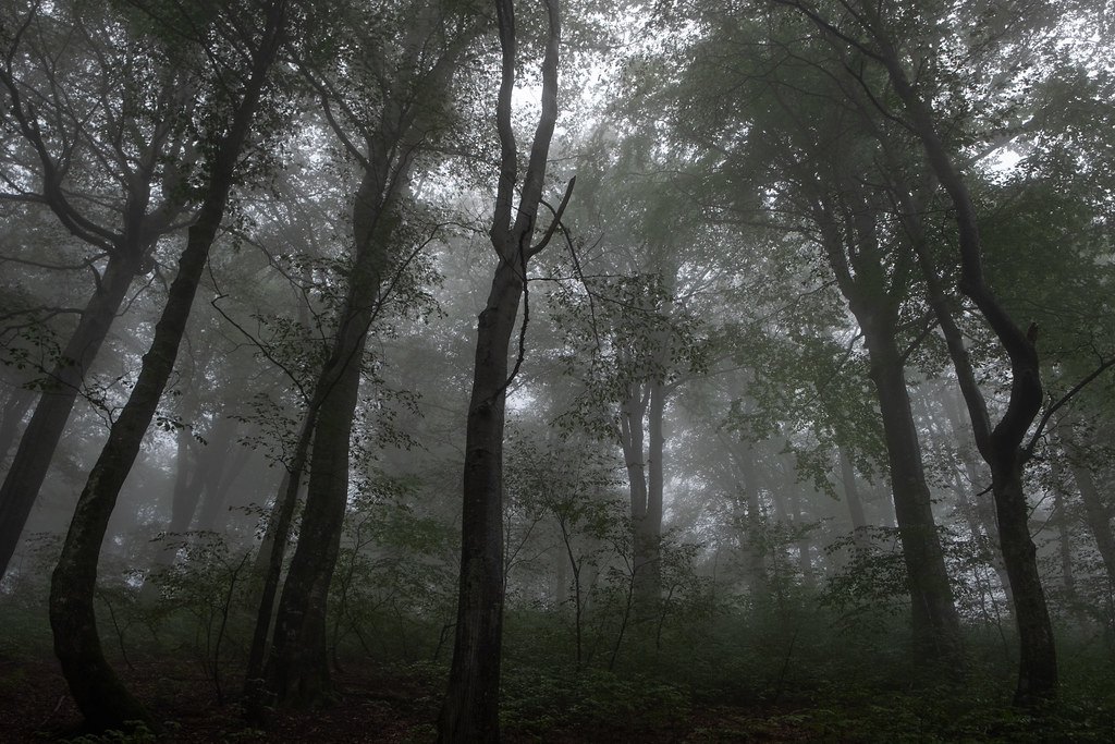 Tall slender trees in a dark woodland with heavy fog filling the gaps between the trunks