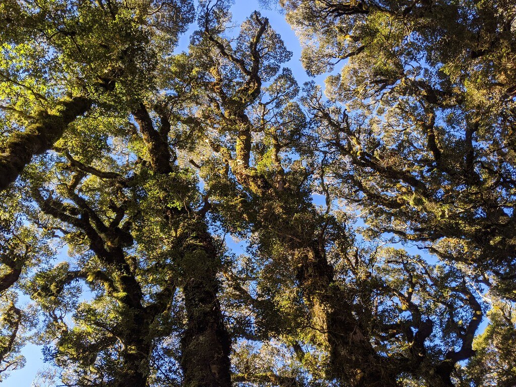 Looking straight up into the intertwined canopy of tall moss-covered trees against a blue sky