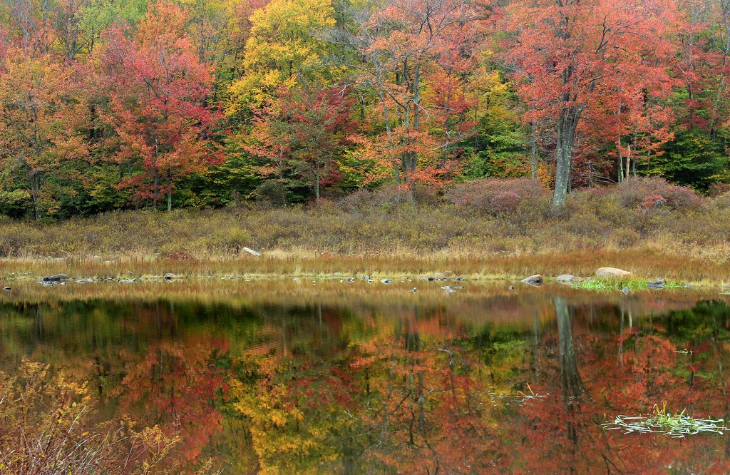 Autumn woodland reflected in still water, with orange and yellow foliage above a leaf-covered bank