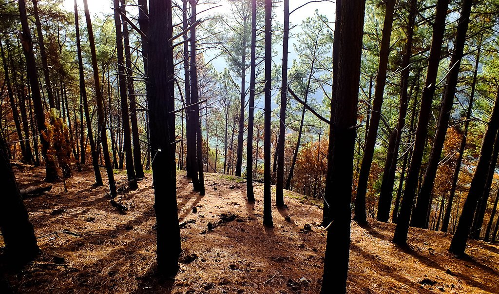 A pine woodland on a slope with bare trunks and a floor of fallen needles catching low sunlight