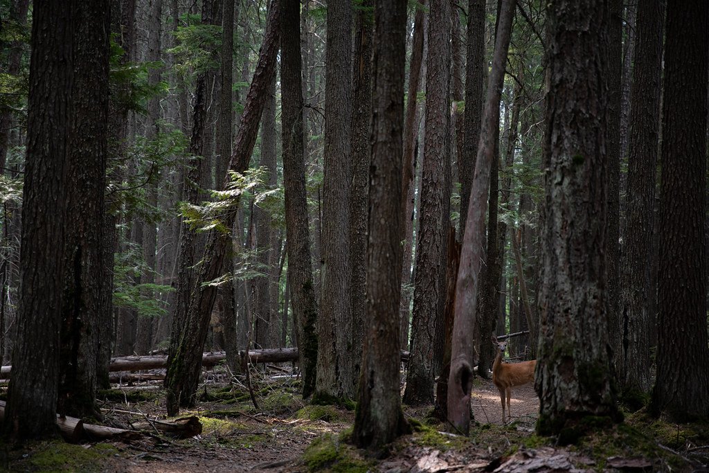 A single deer standing in a shaft of light in dark, mature conifer timber