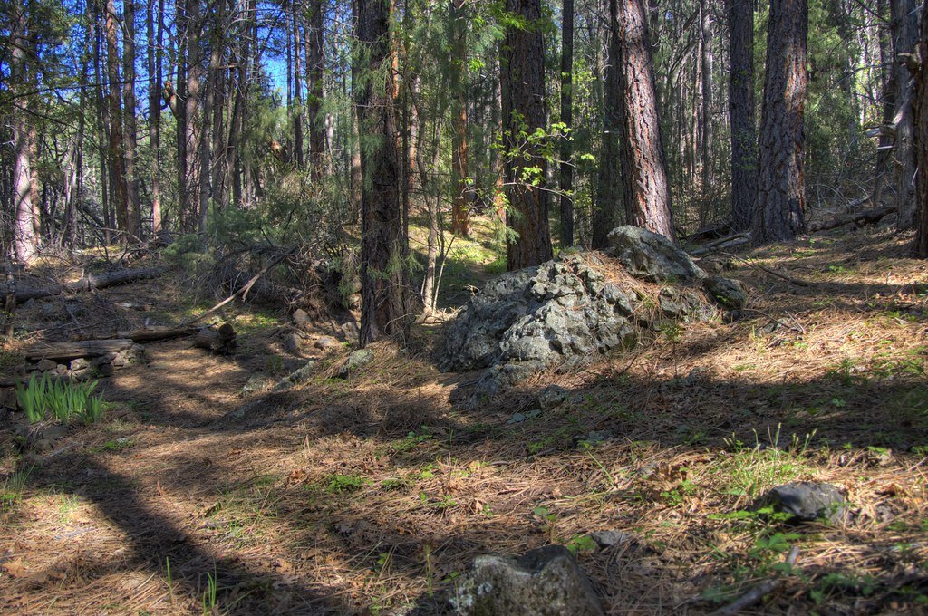 A pine forest with a needle-covered floor, scattered rock outcrops and deadfall between the trunks