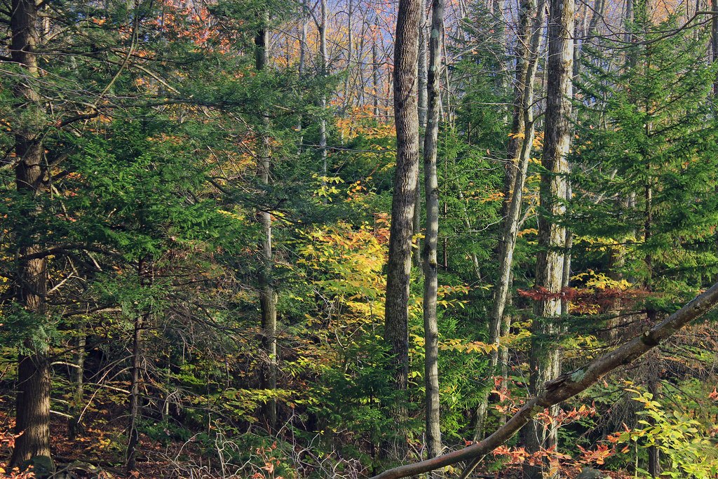 A stand of autumn hardwoods with green, yellow and orange leaves and a leaf-covered forest floor