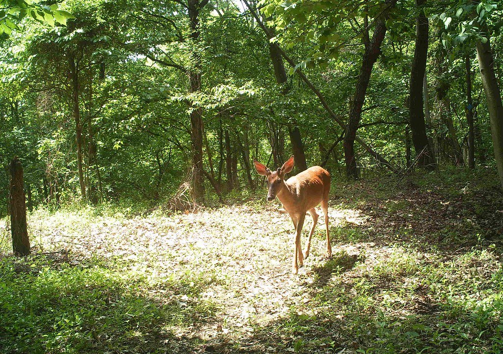 A deer standing in a sunlit gap in green woodland, looking toward the camera