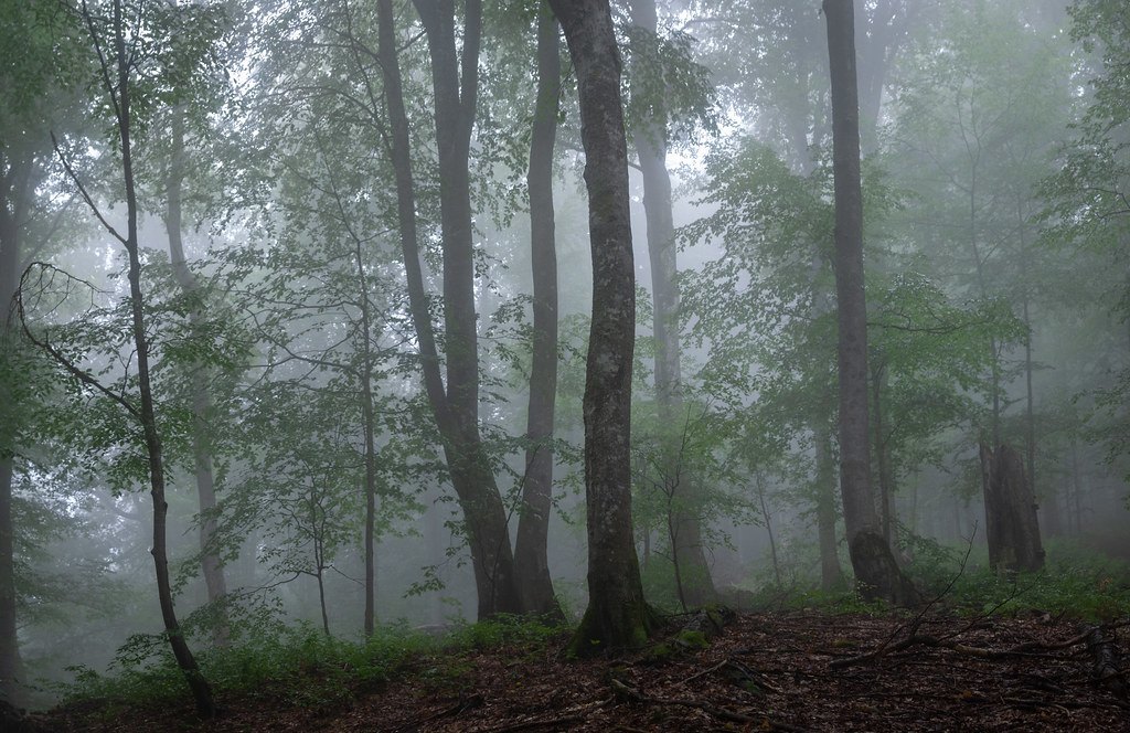 Slender trees in a foggy green woodland with a leaf-covered slope in the foreground