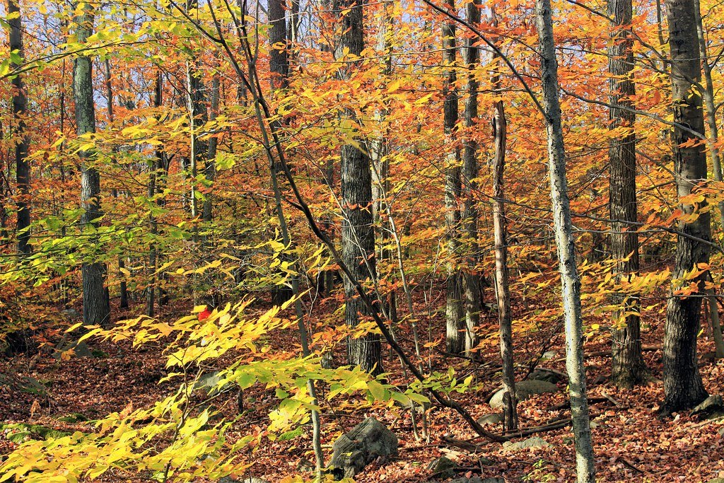 Autumn woodland in orange and yellow with a broken standing snag among the trunks
