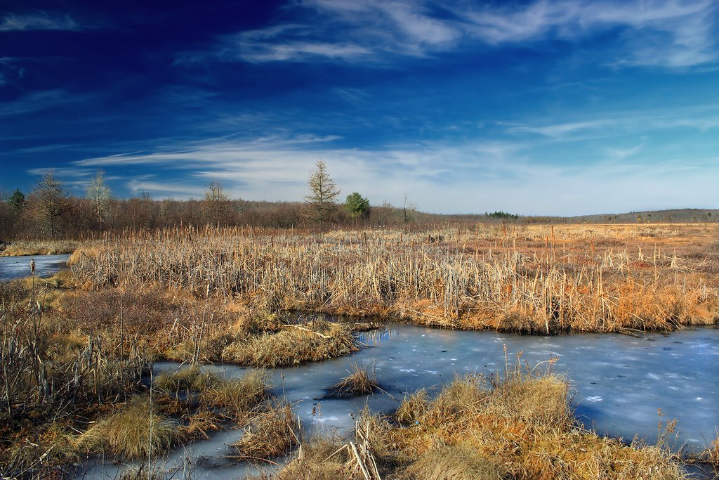 A shallow marsh of dry golden reeds broken by open water under a wide blue sky