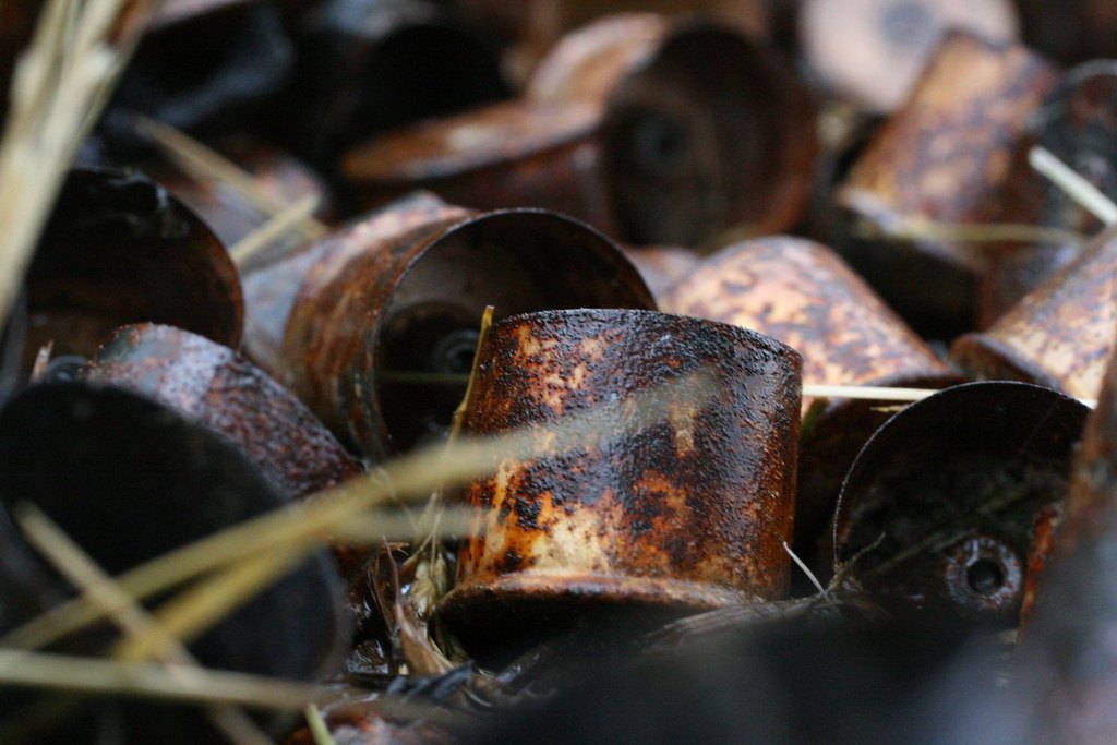 Weathered spent shotgun shell bases lying in dry grass