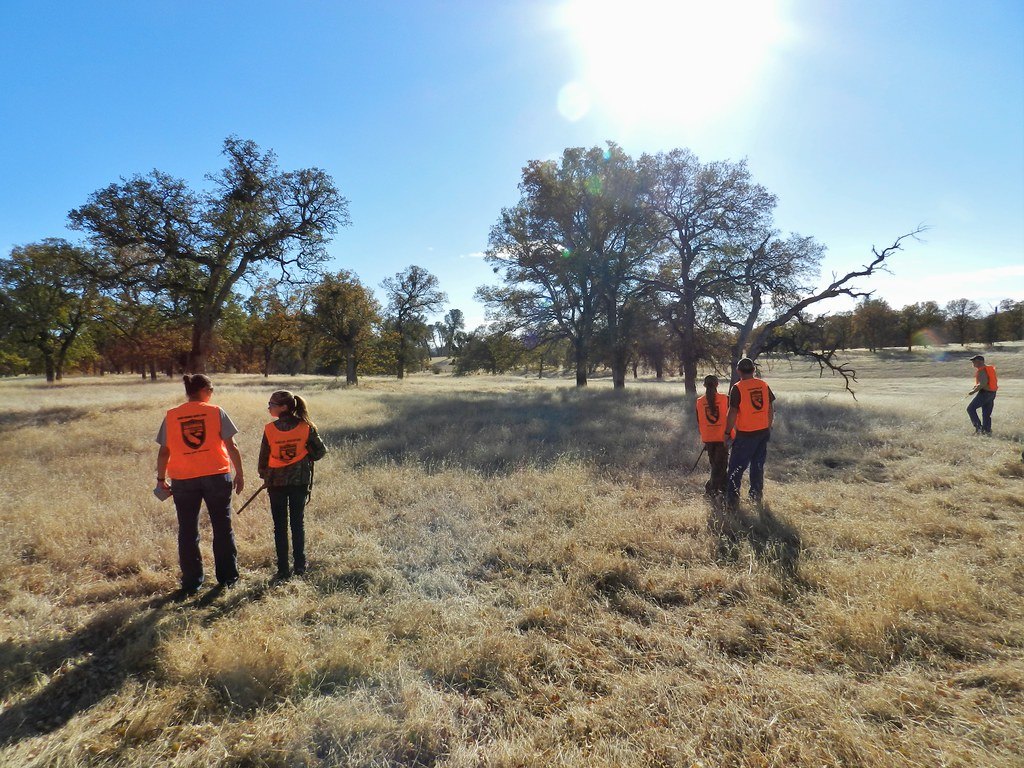 Five people in blaze orange vests seen from behind walking across an oak savanna in low sun
