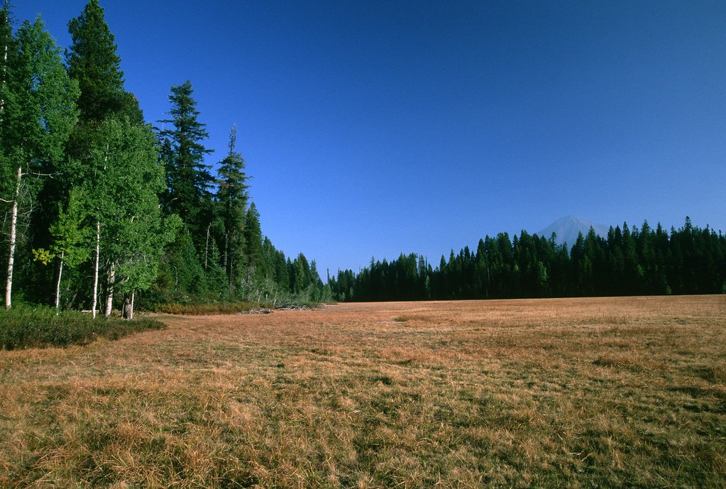 An open grass meadow bordered by a dense stand of conifers under a clear sky