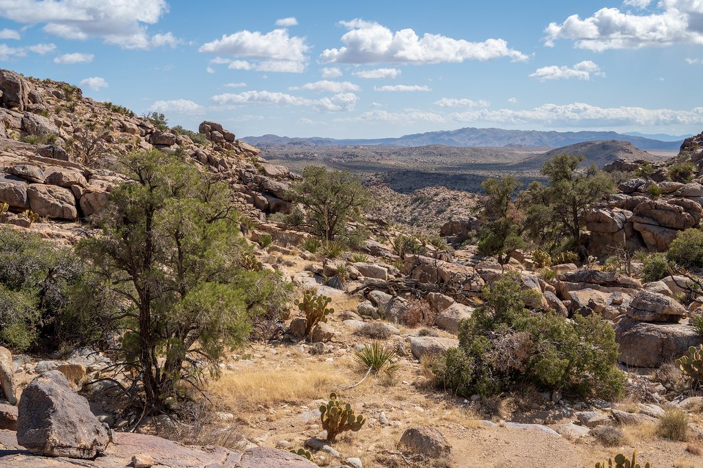 Rocky arid hillside with scattered juniper and low desert shrubs, hills in the distance