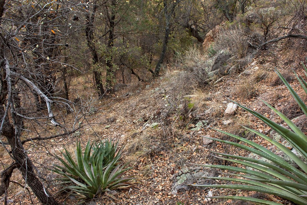 A brushy hillside trail with yucca in the foreground and bare scrub above