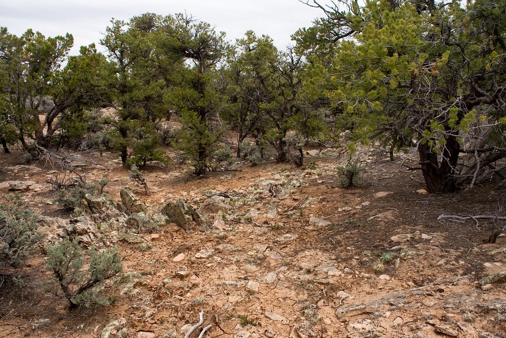 Low juniper and scrub growing over rocky, broken ground in dry country