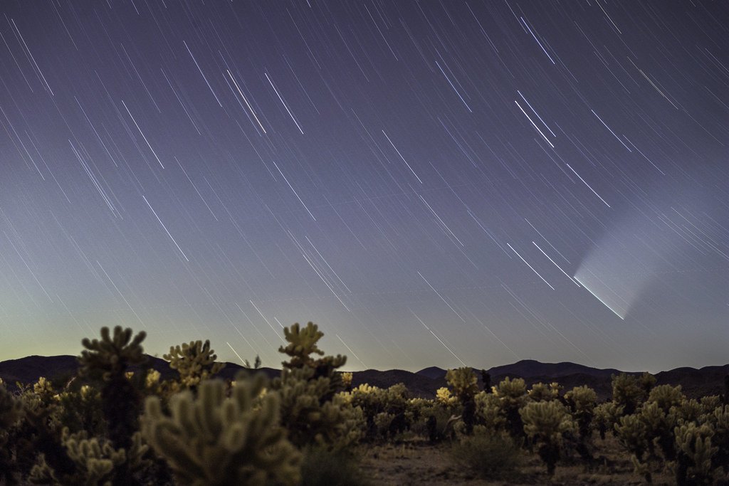 Star trails arcing over a dark desert hillside covered in cholla cactus