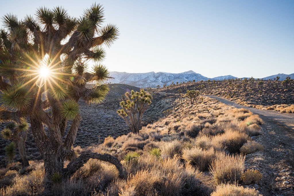 A dirt road running through desert scrub with a Joshua tree in the foreground and low sun behind it