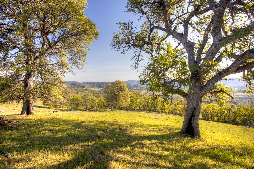 Large spreading oaks on an open grassy hillside with wooded ridges beyond