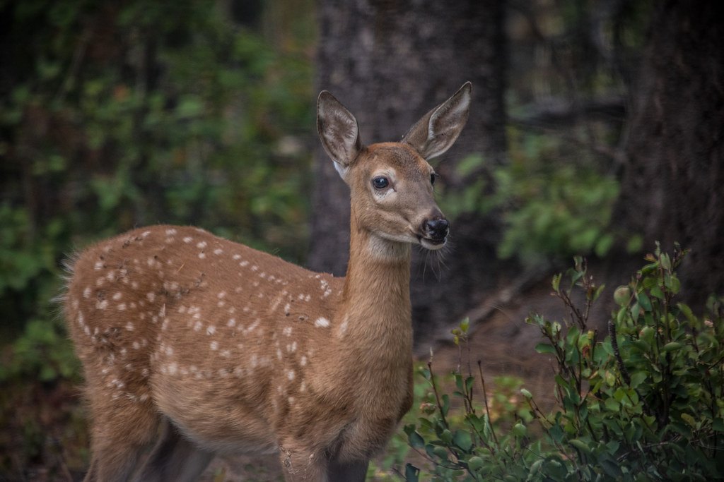 A spotted fawn standing in low green brush in front of a large tree trunk