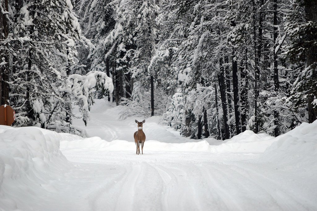 A deer standing on a snow-covered forest road between heavily snow-laden conifers