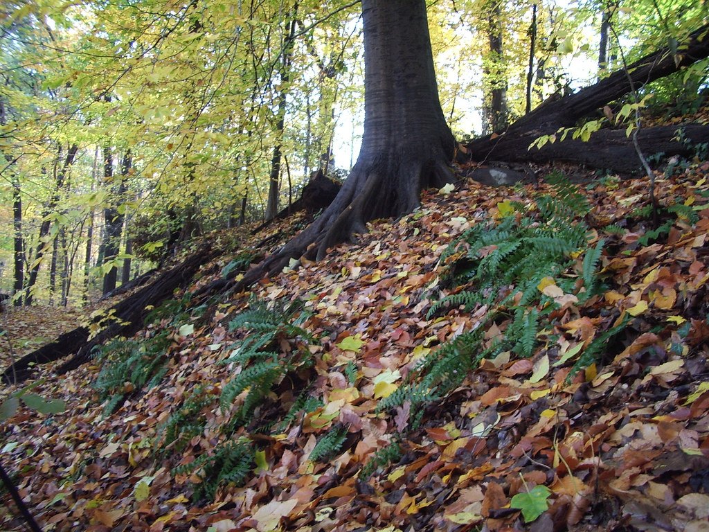 A steep woodland slope covered in fallen leaves with ferns and a mossy fallen log