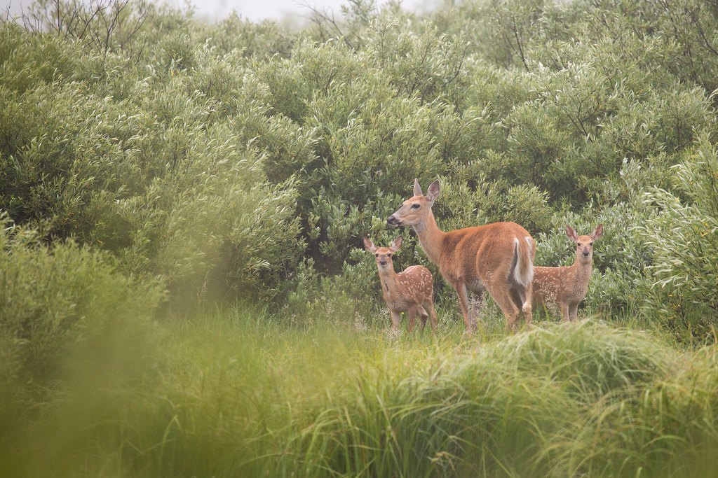 A doe and two spotted fawns standing at the edge of a dense grey-green willow thicket