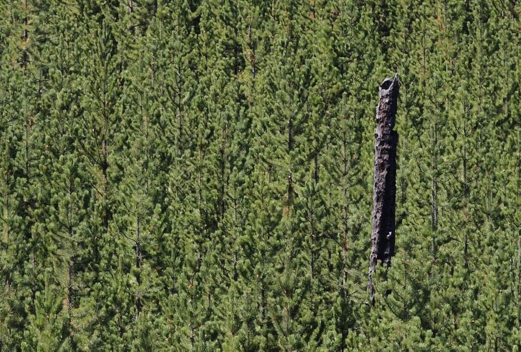 A dense stand of young pine trees seen from above with one bare dead trunk standing among them