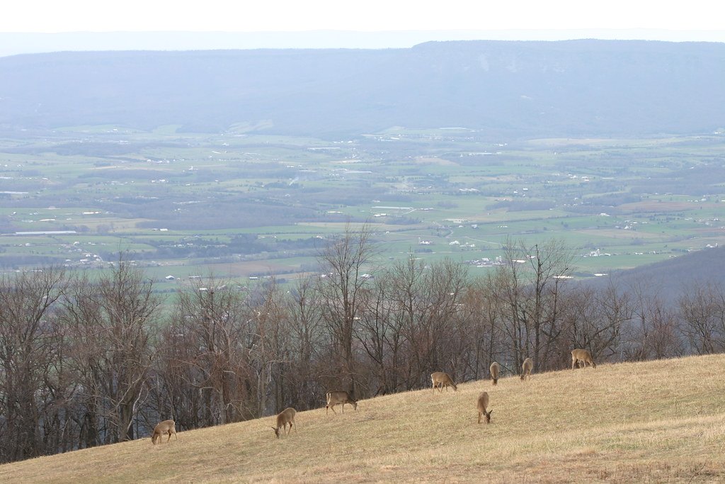Several deer grazing on an open grassy ridge above a wide farmed valley