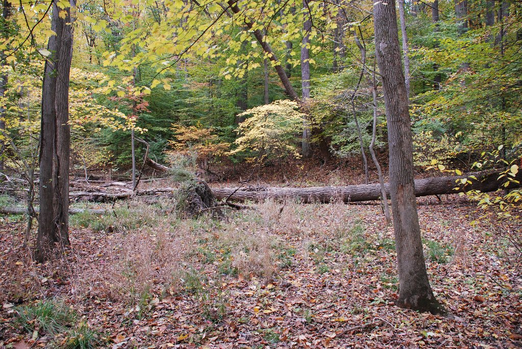 An open hardwood understory with a long fallen log lying across the middle distance