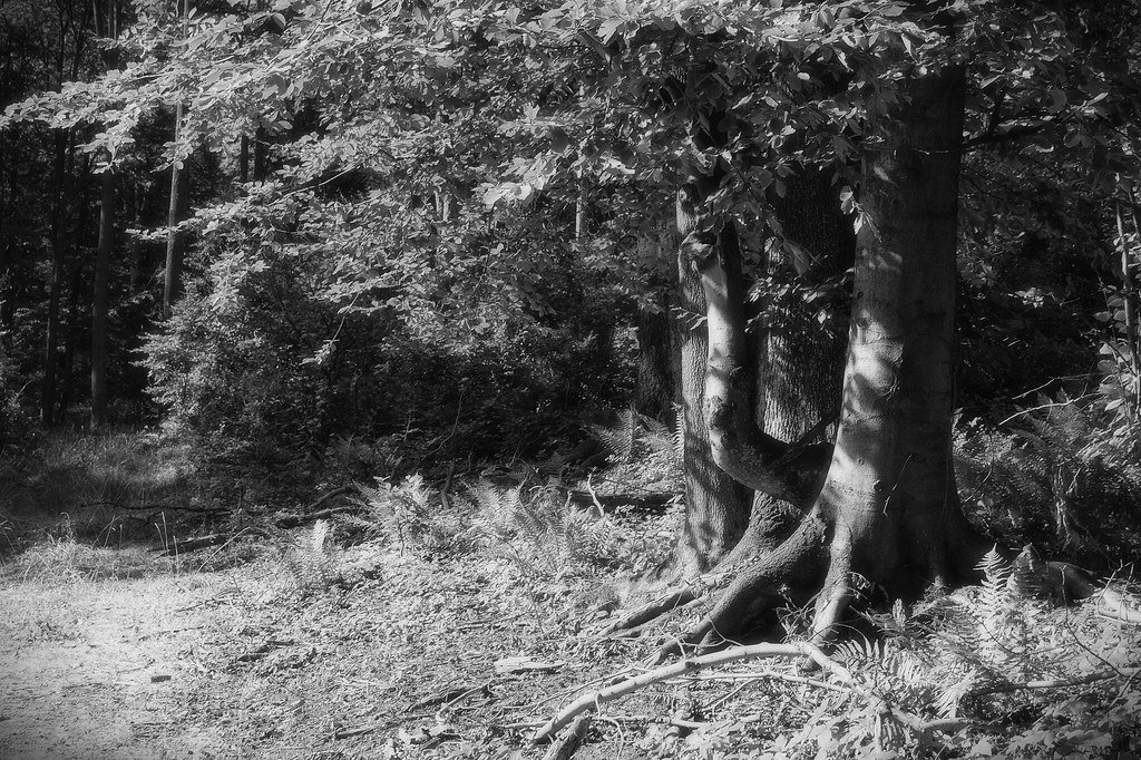 A black and white photograph of the edge of a beech wood with ferns and deadfall along a track
