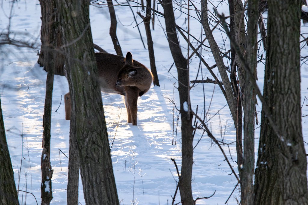 A deer standing in deep snow among bare tree trunks in low winter light