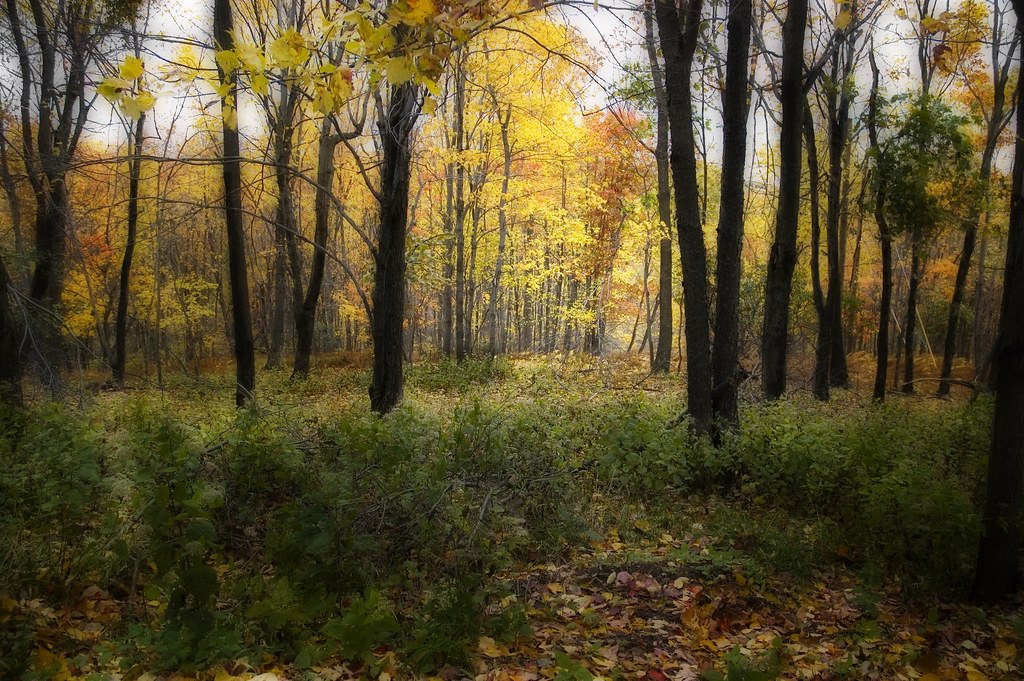 Soft-focus autumn woodland with yellow leaves above a green understory and a leaf-covered floor