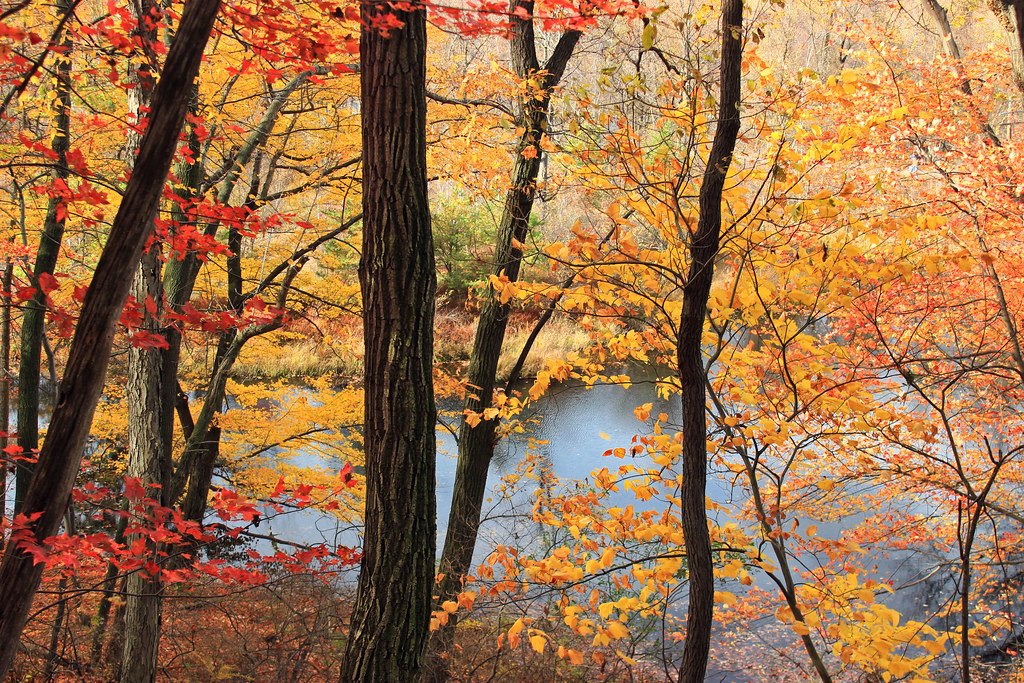 Autumn woodland with yellow and orange foliage reflected in still dark water