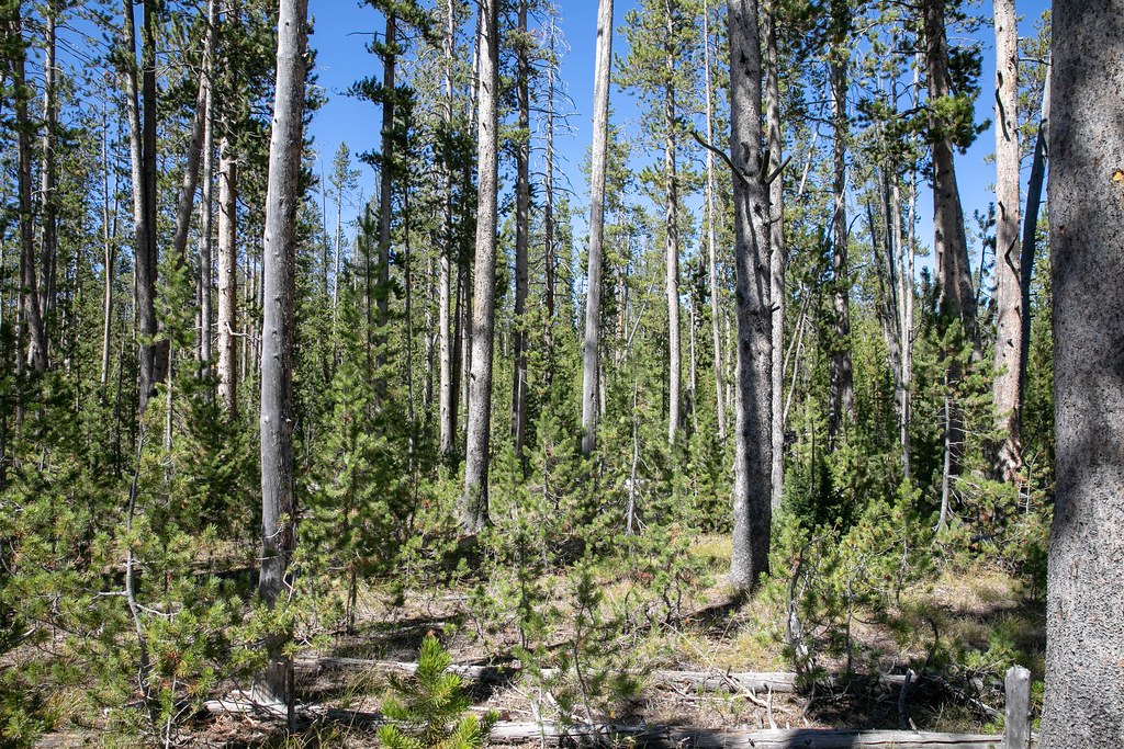 An open lodgepole pine forest with slender trunks, young saplings and fallen deadwood on the ground