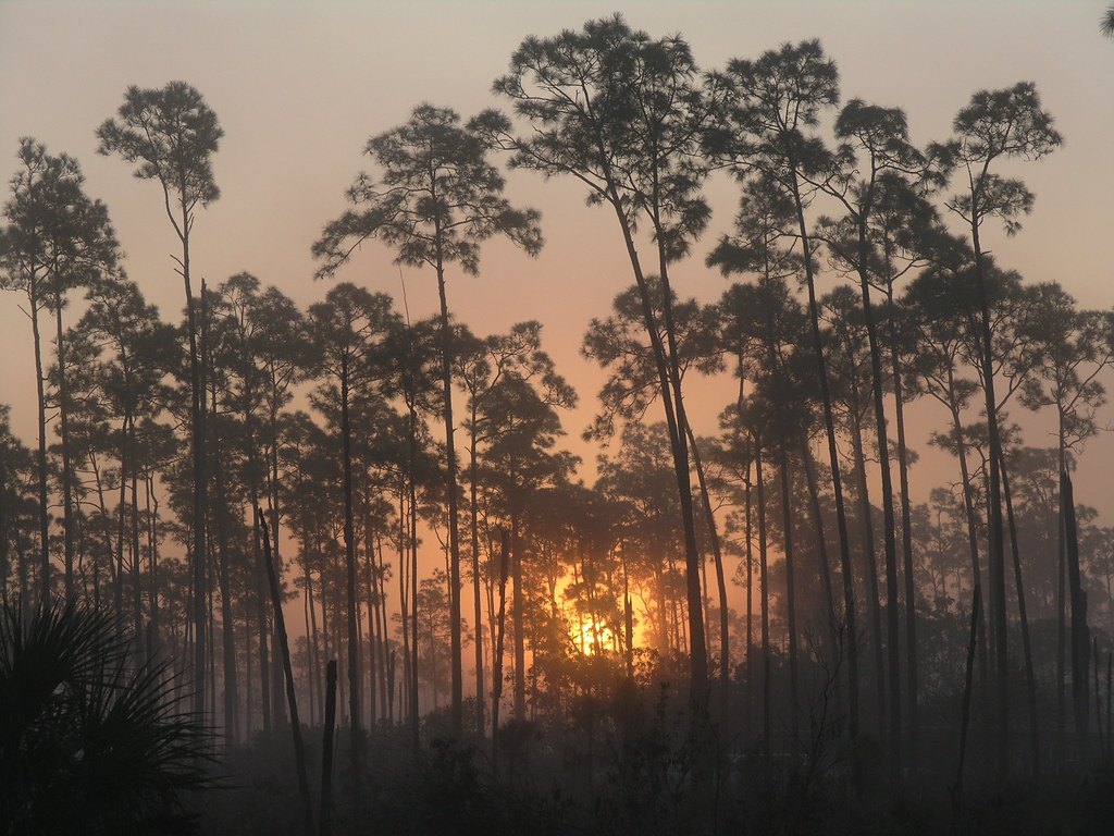 Tall thin pines silhouetted against an orange sunrise with mist across the ground