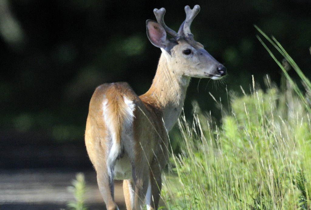 A young buck with velvet antlers standing beside tall grass with dark woods behind